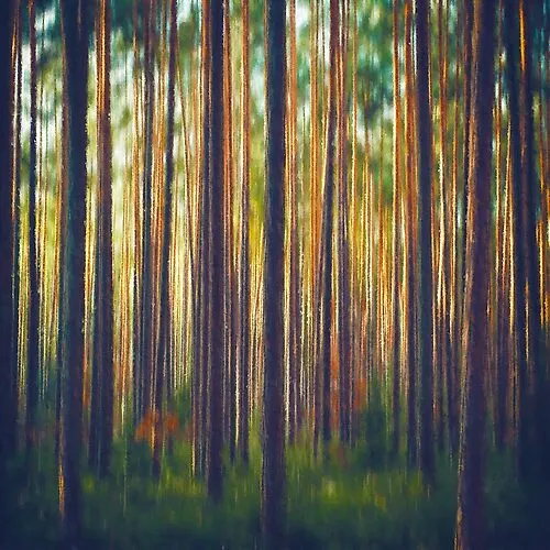 Sunlight on Forest Trees Generative Painting