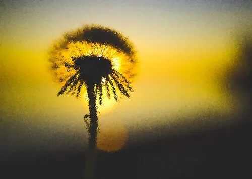 Sunrise Dandelion Digital Art